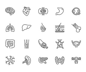 Wall Mural - Organs, anatomy flat line icons set. Human bones, stomach, brain, heart, bladder, nervous system vector illustrations. Outline pictograms for medical clinic. Pixel perfect 64x64. Editable Strokes