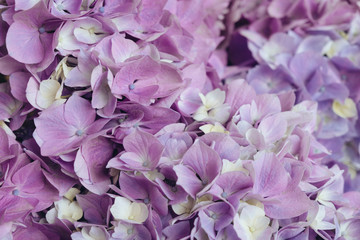  Flowery texture for background. Beautiful blooming purple hydrangea flowers, close up