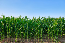 Closeup Of A Green Cornfield With Maize In Germany In July