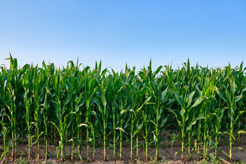 Closeup of a green cornfield with maize in Germany in July