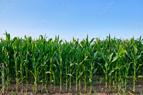 Fotomural Closeup of a green cornfield with maize in Germany in July