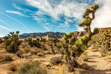 Desert Nature And Joshua Tree In Red Rock Canyon Nevada