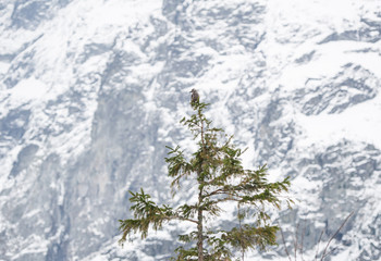 Bird on top of a fir tree with snow tatra mountains in the background.