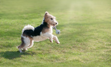 Young Wire Fox Terrier, 6 Month Old Female Dog With Tan And Black Markings, Playing With A Toy, Running And Jumping In A Green Grass Meadow 