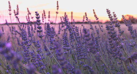 lavender flower at sunset near a wheat field