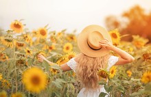 Beautiful Curly Young Woman In A Sunflower Field Holding A Wicker Hat. Portrait Of A Young Woman In The Sun. Summer.