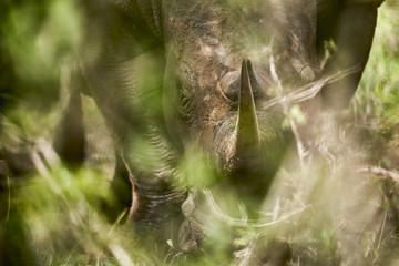 rhino