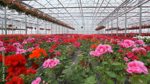 Large glass greenhouse with flowers Tableau sur Toile