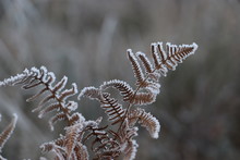 Frosted Fern 
