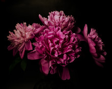 Big Bright Peony Against Black Backdrop. Floral Background.