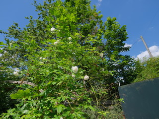 Wall Mural - real wild roses attract real fast insects