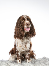 English Springer Spaniel Dog Portrait. Image Taken In A Studio With White Background. Isolated On White.