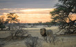 A male lion walking in the Kalahari of South Africa