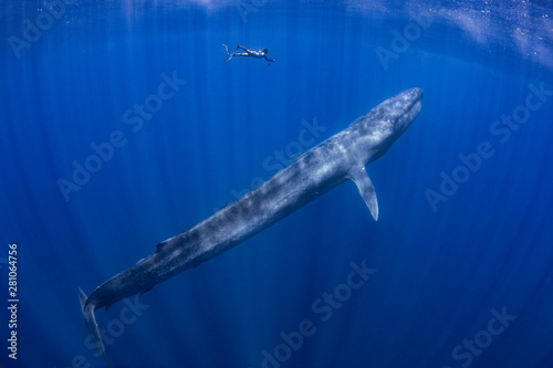 Fotografía Blue Whale and a Freediver