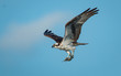 An Osprey with a catch of fish