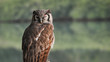 portrait of a large african owl