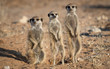 Three Meerkat on Guard