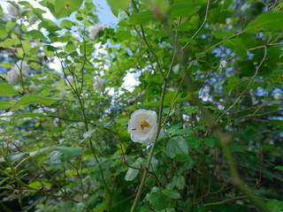 Wall Mural - real wild roses attract real fast insects