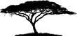 Silhouette of the tree-acacia.