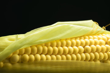 Poster - Close up beautiful fresh corn maze on a black background. Macro view.