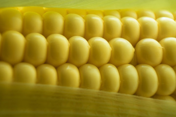 Poster - Close up beautiful corn maze background. Macro view.
