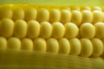 Poster - Close up beautiful corn maze background. Macro view.