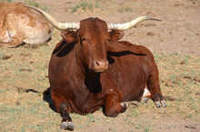 Texas Longhorn Is A Breed Of Cattle Known For Its Characteristic Horns, Which Can Extend To 7 Ft (2.1 M). 