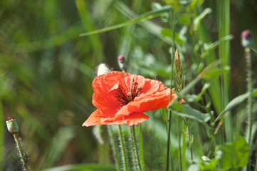 beautiful red field poppy