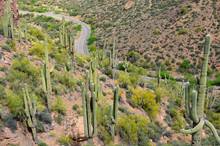 Saguaro National Park Is A United States National Park In Pima County Tucson In Southeastern Arizona Preserve Sonoran Desert Landscapes, Fauna, And Flora, Including The Giant Saguaro Cactus.