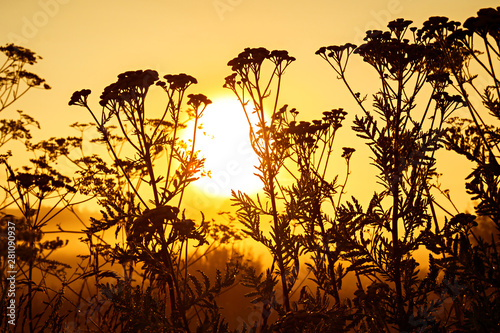 black silhouette of flowering wildflowers in sunlight at sunrise