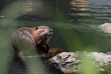 Portrait Of A Beaver Rat (nutria) At A Watering Hole In A Zoo.