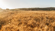 © Marco Govel/Stocksy - Wheat field at sunset