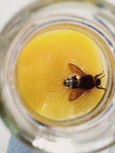Bee Swimming In A Glass Jar Filled With Orange Juice
