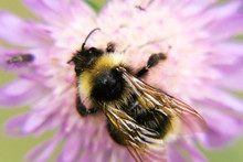 Bee Sitting On A Flower