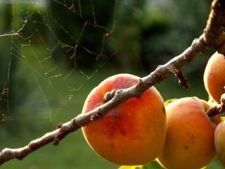 Wall Mural - spider web on apricot tree