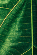 Leaf Macro Texture
