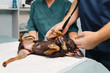 © Danil Nevsky/Stocksy - Midsection of veterinarian checking dog in hospital