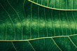 © Eldad Carin Ltd./Stocksy - Leaf Macro Texture