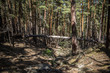 Beautiful pine forest in the resort Borovoye