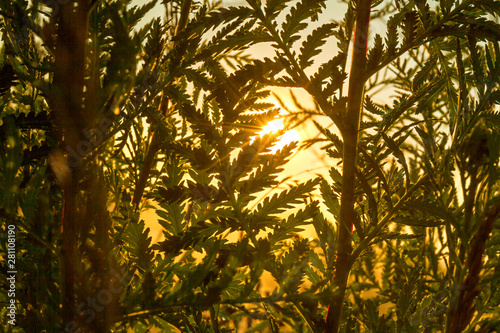 sun shines through grass on meadow