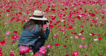 Poster - Woman take photo on cellphone in poppy flower