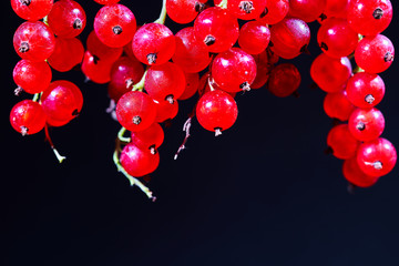 bouquet with red currant berries isolated on black background