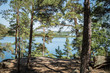 Pine forest with lake view