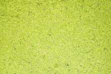 Common Duckweed, Lesser Duckweed (Lemna Minor) Aquatic Fresh Water Plant, Top View.