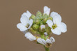 Cakile maritima white flower of cerulean appearance