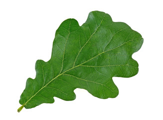 Green oak leaf isolated on white background, top view.