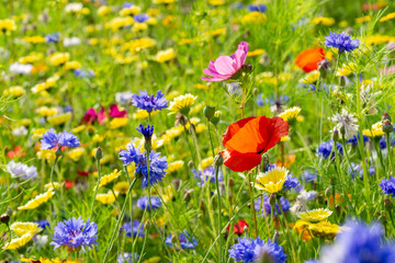 field or meadow of wild flowers - poppy flower