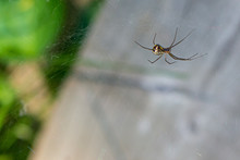 A Black-and-yellow Garden Spider Clings To The Underside Of Its Web