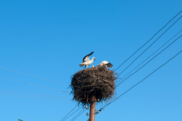 Stork birds on the nest on a beautiful day on the blue sky background