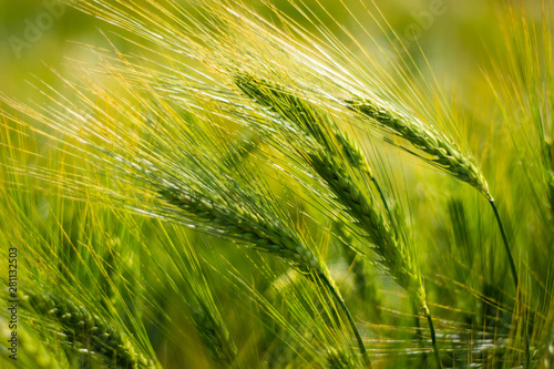 Fotomural spikelets of green brewing barley in a field.